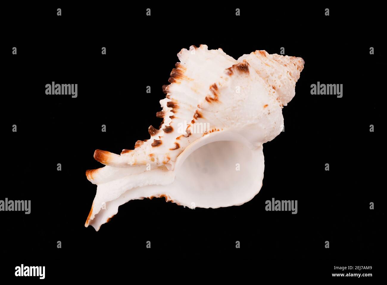 Beautiful sea shells on a black background Stock Photo