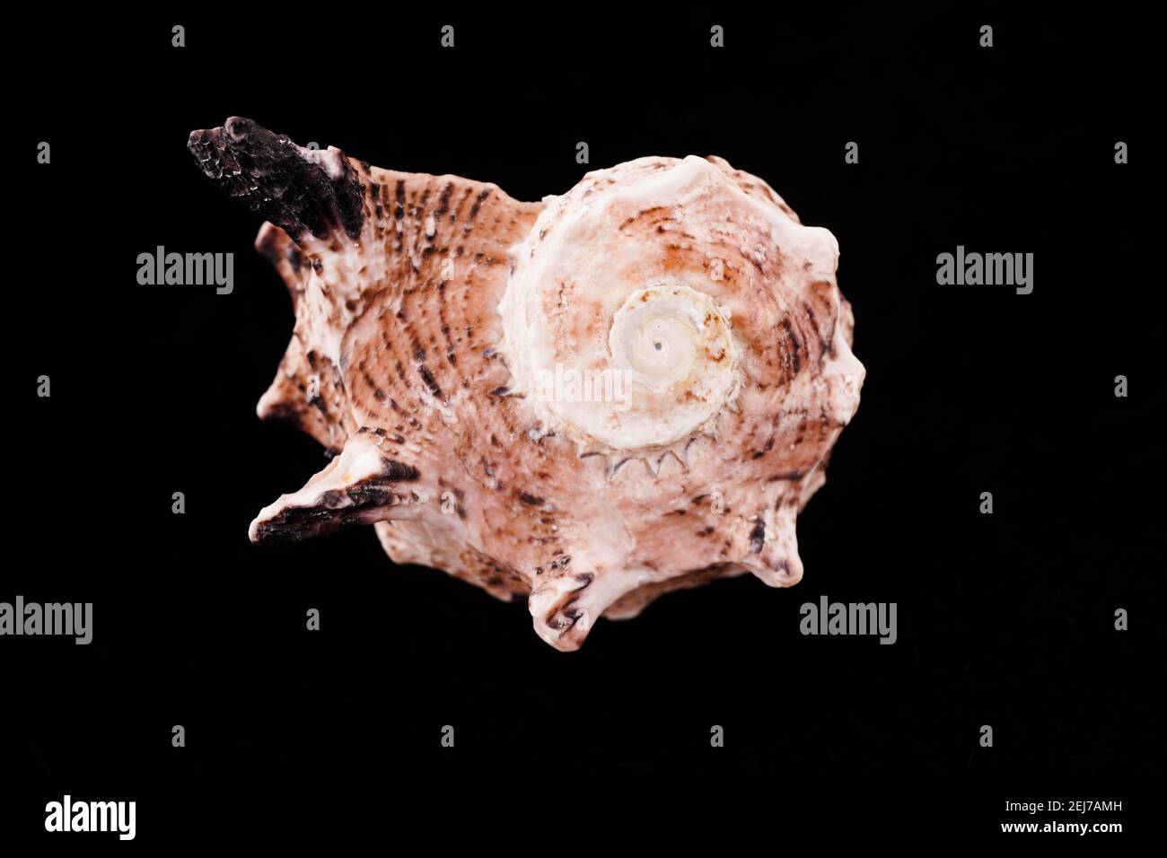 Beautiful sea shells on a black background Stock Photo
