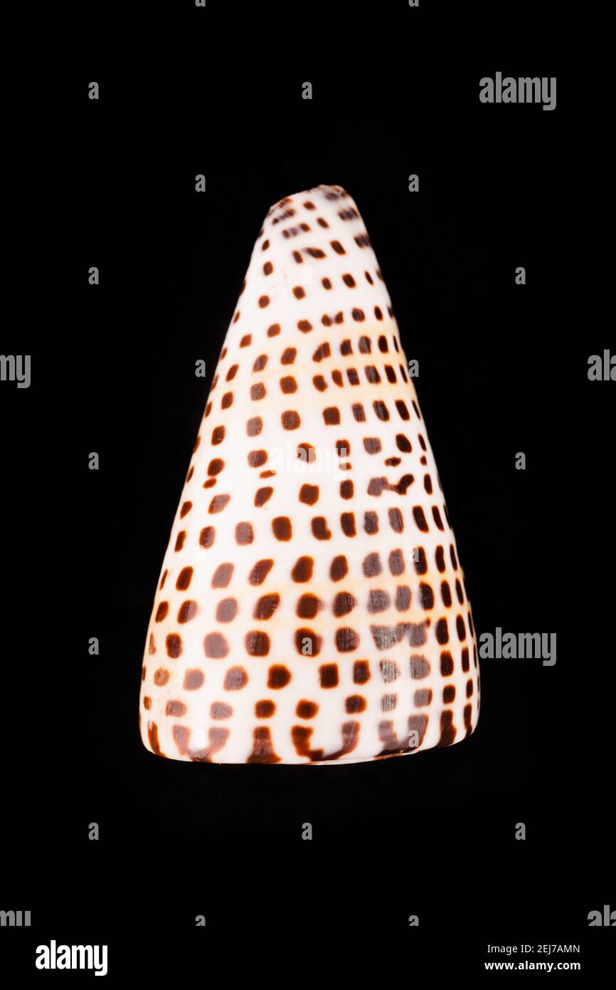 Beautiful sea shells on a black background Stock Photo