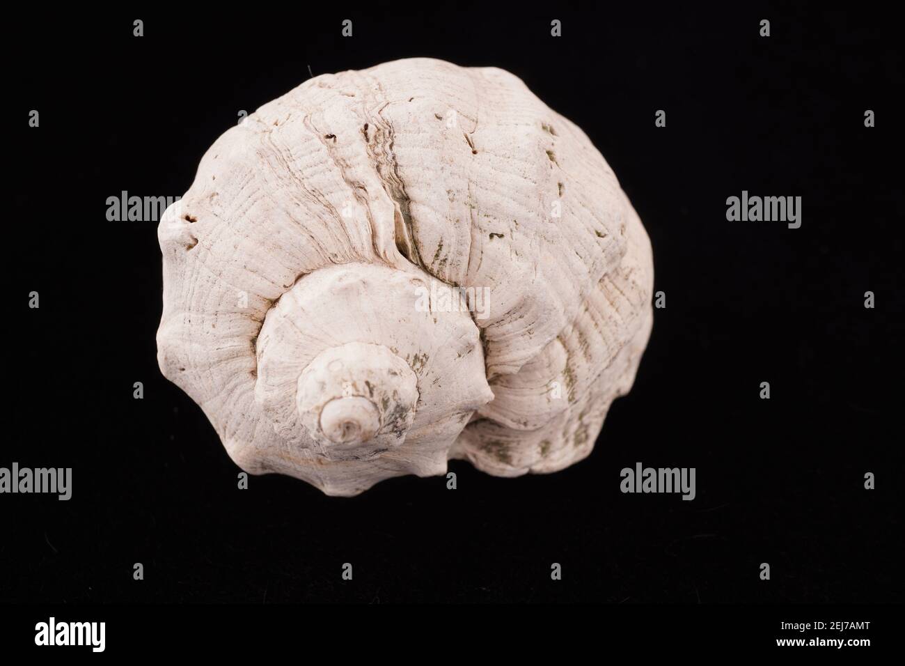 Beautiful sea shells on a black background Stock Photo