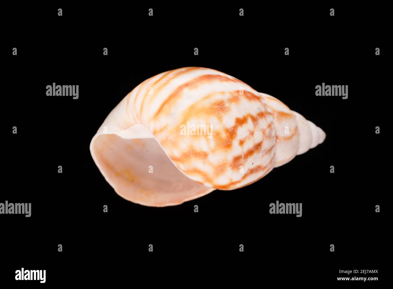 Beautiful sea shells on a black background Stock Photo