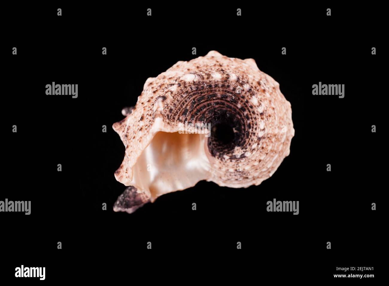 Beautiful sea shells on a black background Stock Photo