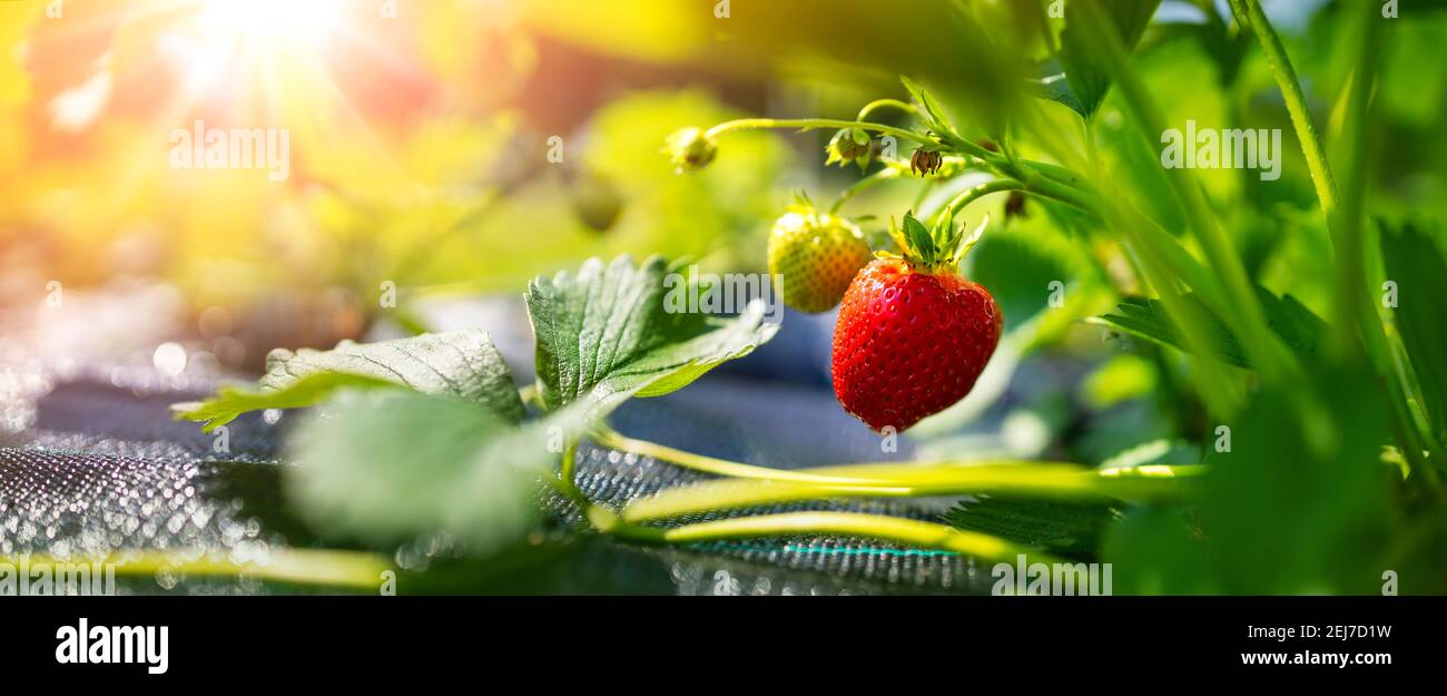 Juicy fresh strawberry growing in the soil at the garden Stock Photo ...