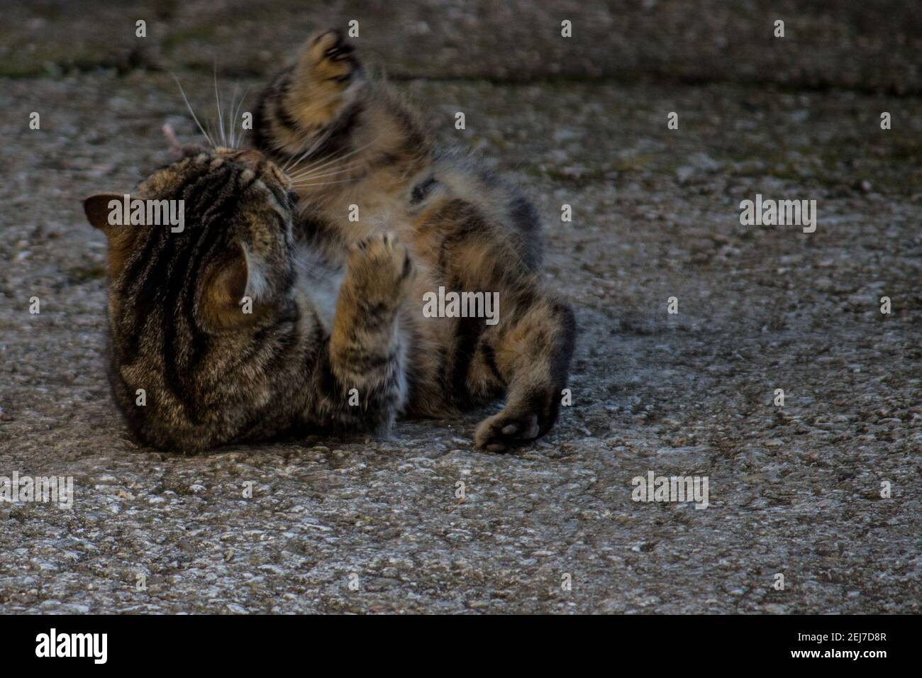 The cat and the mouse. Stock Photo