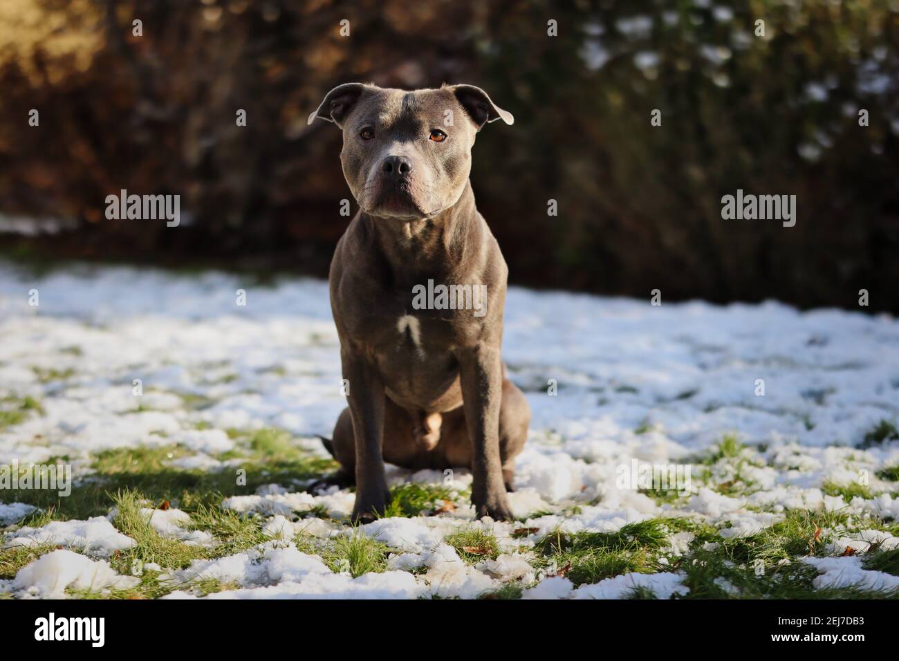 Staffordshire bull terrier hi-res stock photography and images - Alamy