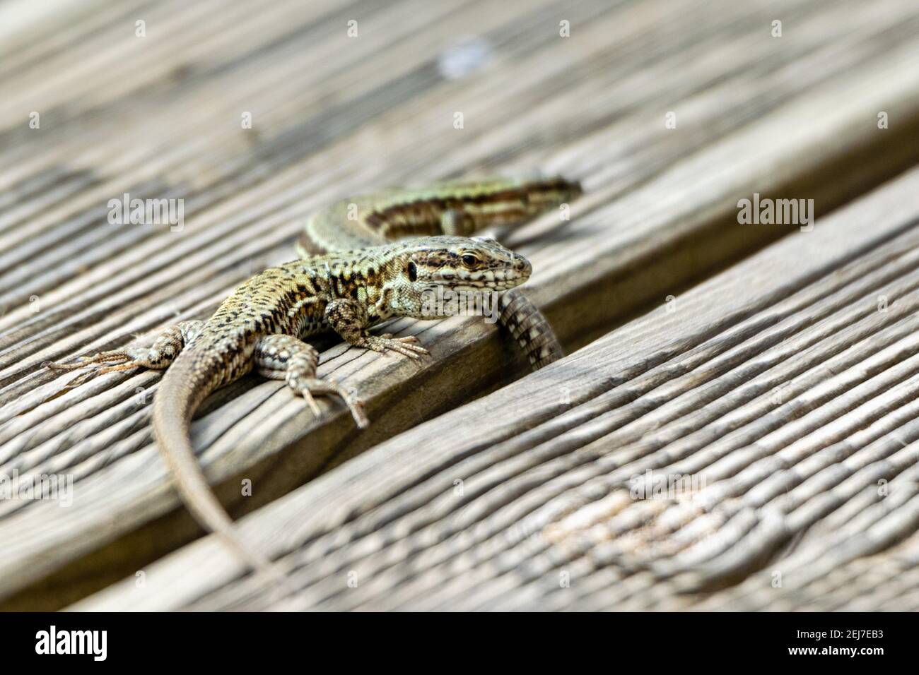 view of wall lizard on wooden board Stock Photo