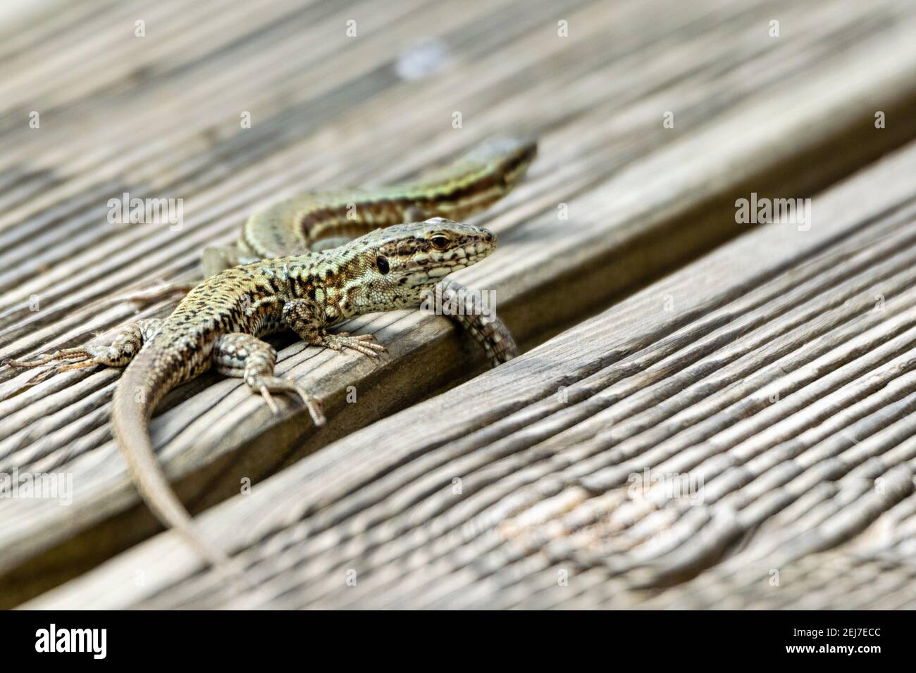 view of wall lizard on wooden board Stock Photo