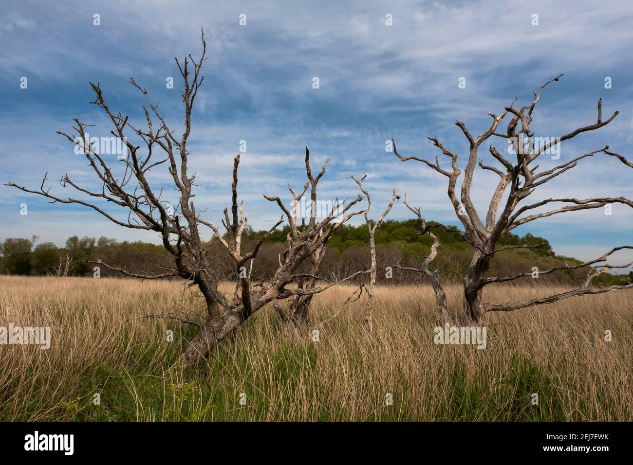 Dead trees in reedbeds (some of the most extensive reedbeds along the South Coast): Alver Valley Country Park, Gosport, Hampshire, UK Stock Photo