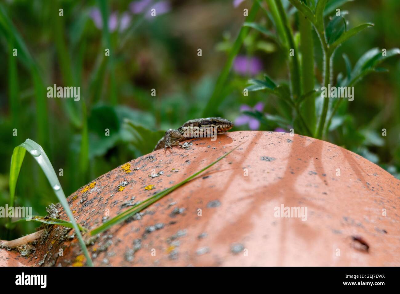view of firebug versus wall lizard Stock Photo