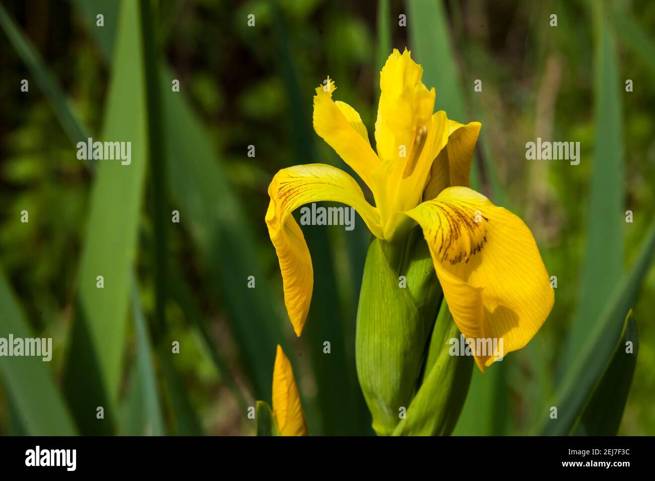 Iris pseudacorus (Yellow Flag) growing in marshland, Alver Valley Country Park, Gosport, Hampshire, UK Stock Photo