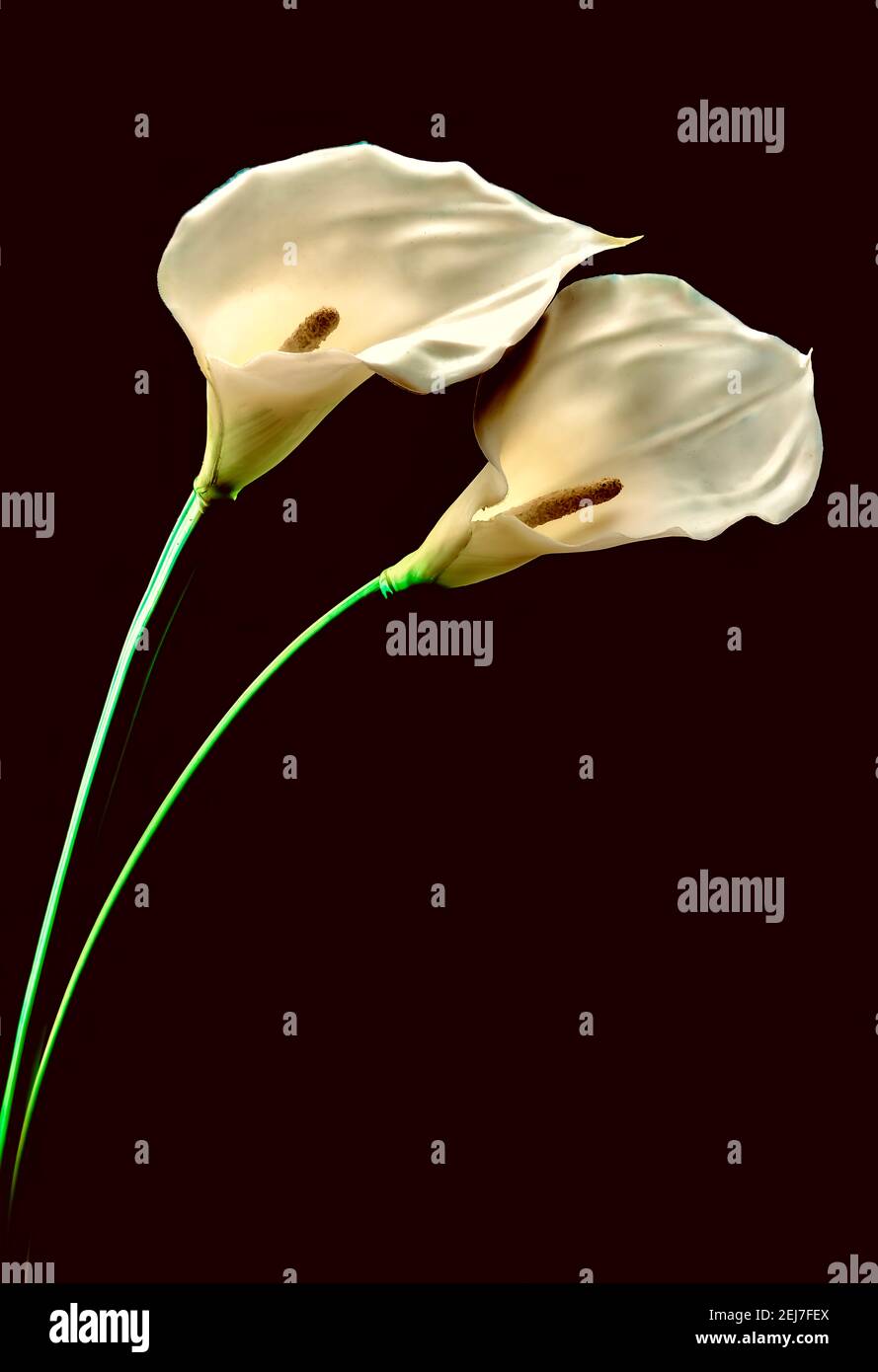 Calla lily flowers hires stock photography and images Alamy