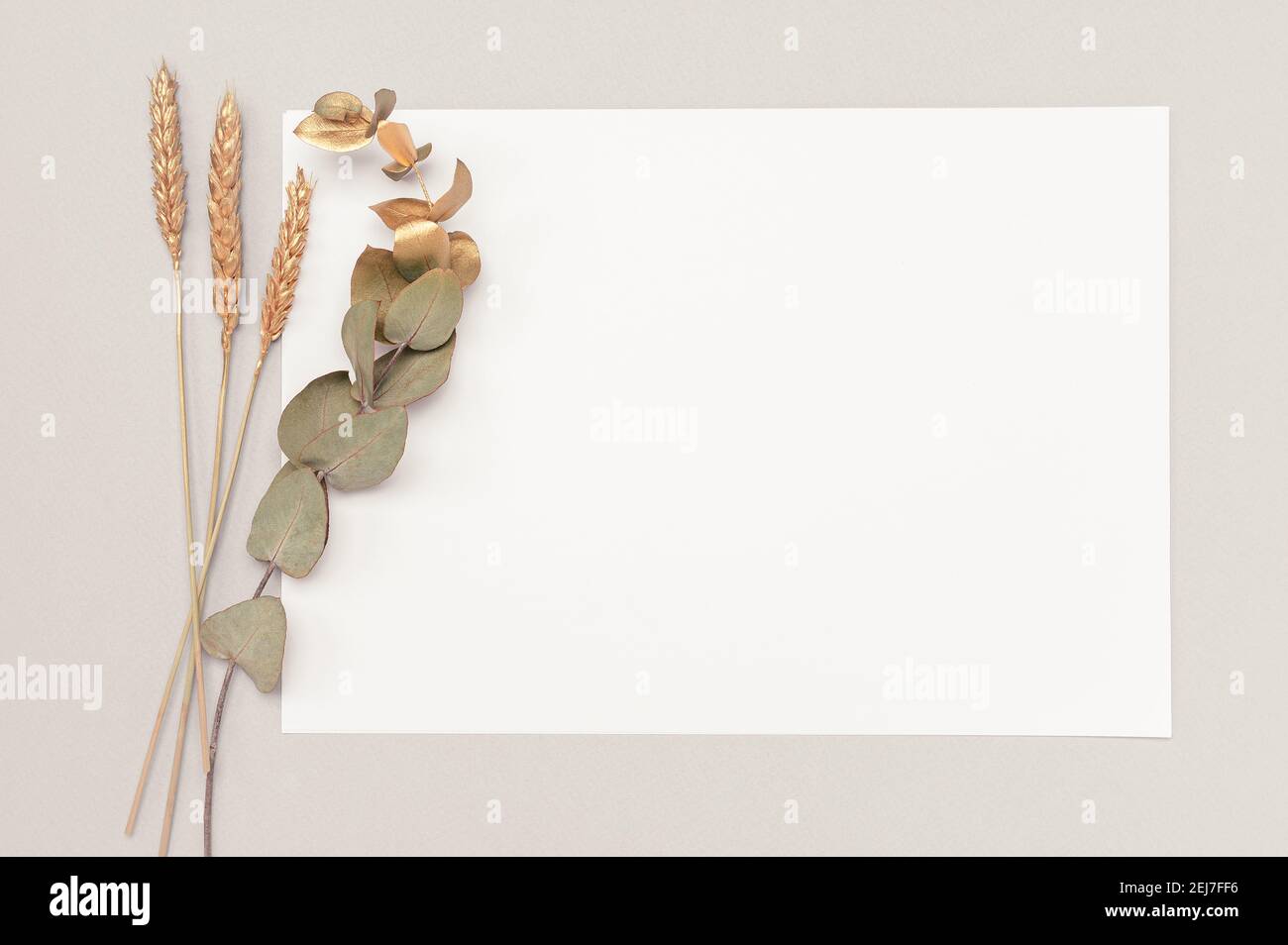 White invitation card mockup with a dried eucalyptus and golden ears decoration on a neutral table. 5x7 ratio, similar to A6, A5 copy space. Scandinav Stock Photo