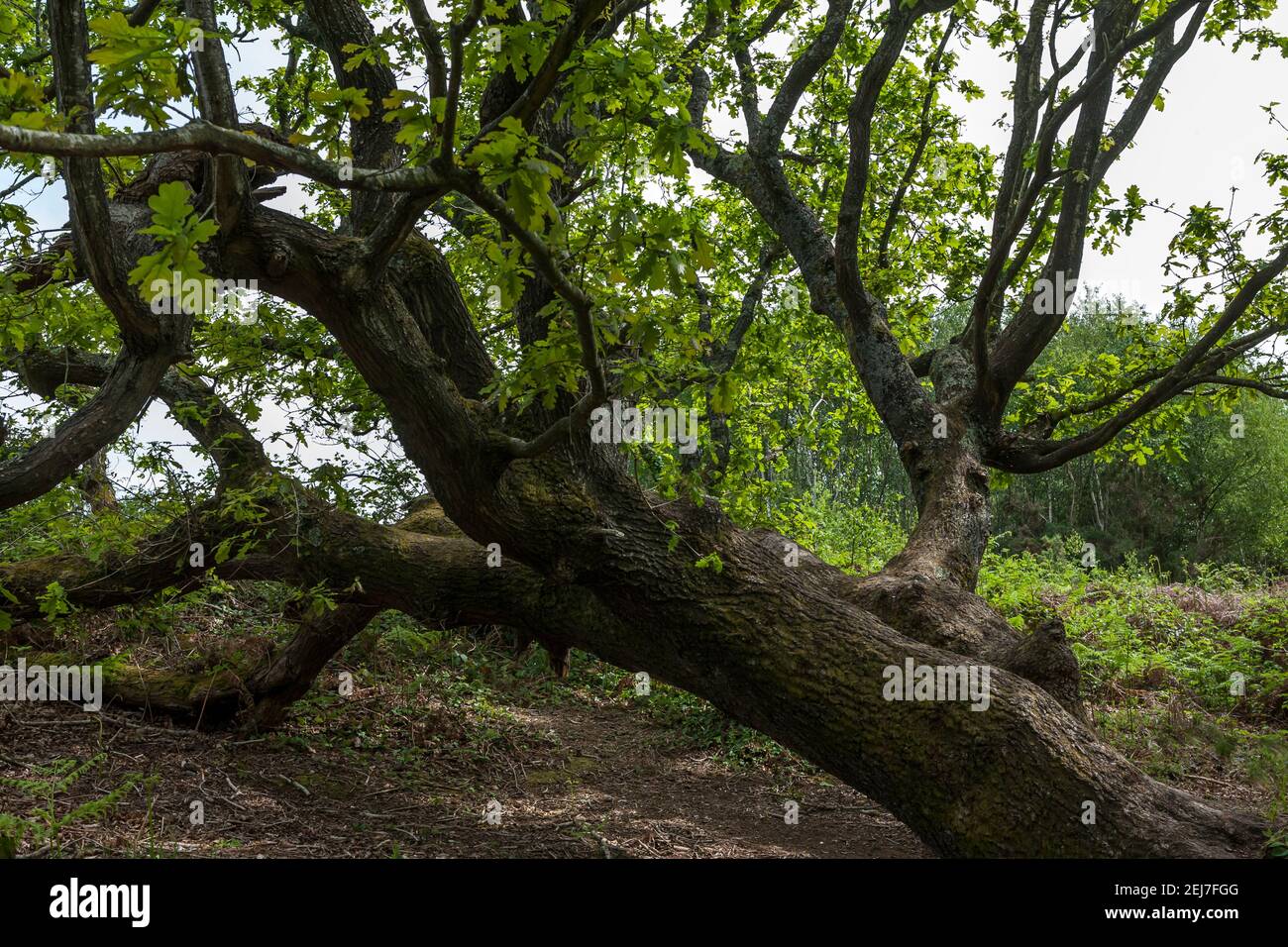 Oak tree (quercus), flattened by the Great Storm of 1987, but still alive and growing in 2020: Alver Valley, Gosport, Hampshire, UK Stock Photo