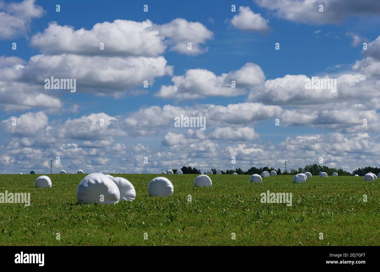 Summer meadow with rolls of hay in plastic on the background of a blue ...