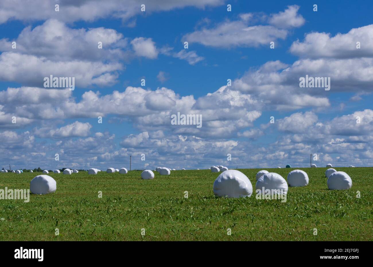 Summer meadow with hay rolls packed in plastic against a blue sky with ...