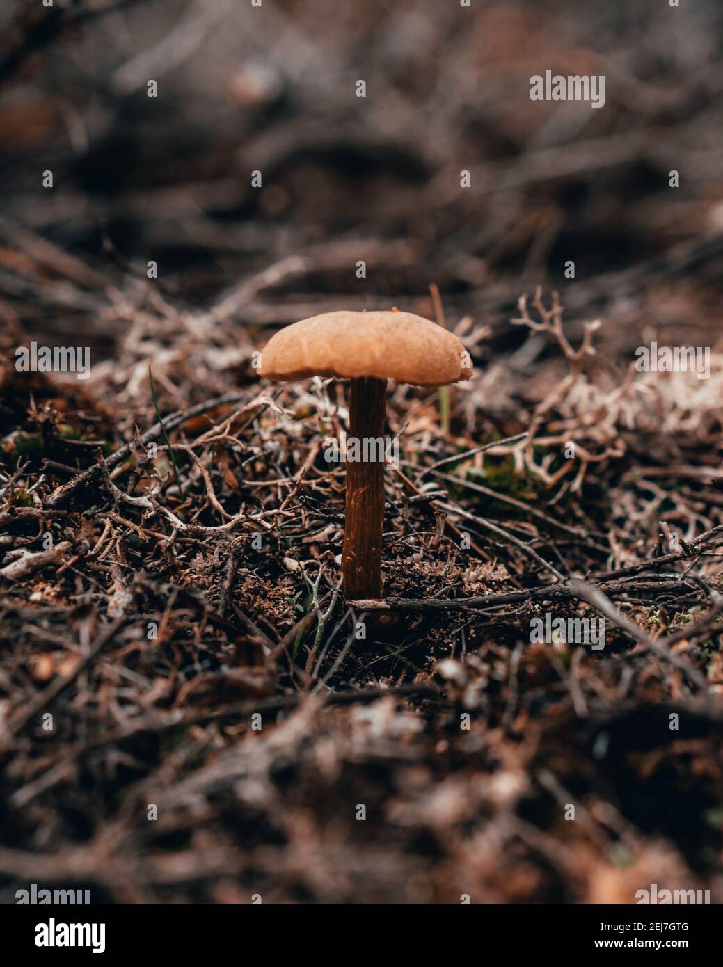 Macro photography abstract hi-res stock photography and images - Alamy