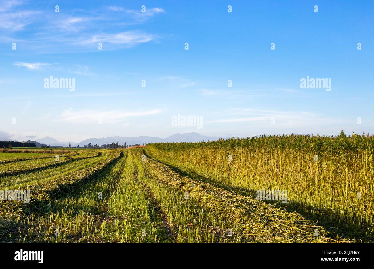 Hemp being harvested for the fibres for the clothing industry in Canterbury, New Zealand Stock Photo