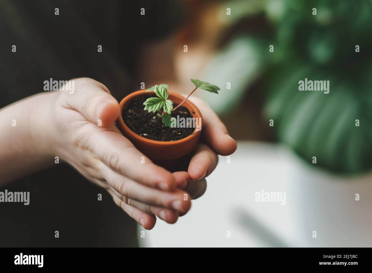 Kid gardeners potted plant Stock Photo - Alamy