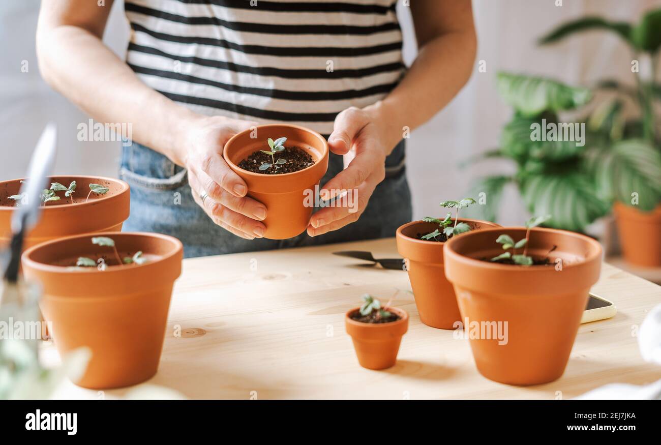 Woman gardeners potted plant Stock Photo - Alamy