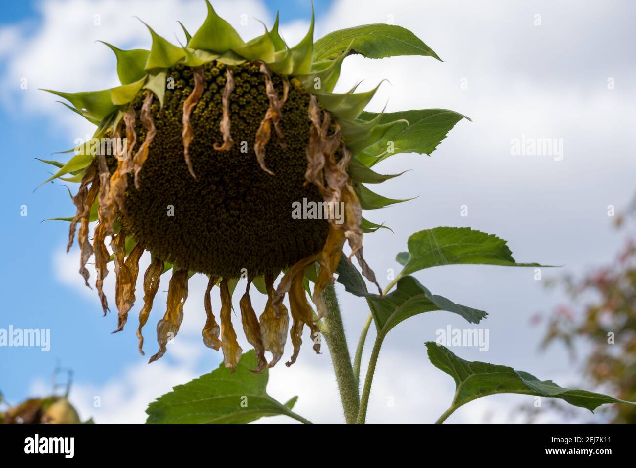 Large Wilting sunflower seedless drooping head in an Autumn blue sky after shedding all its seeds, Attica, Greece Stock Photo