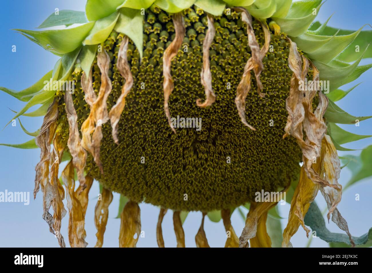 Large Wilting sunflower seedless drooping head in an Autumn blue sky after shedding all its seeds, Attica, Greece Stock Photo