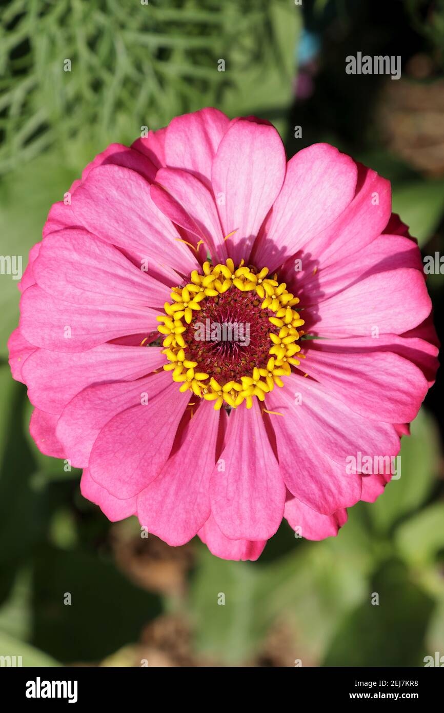 A full close-up picture of a pink zinnia. The pollen is clearly visible. Stock Photo