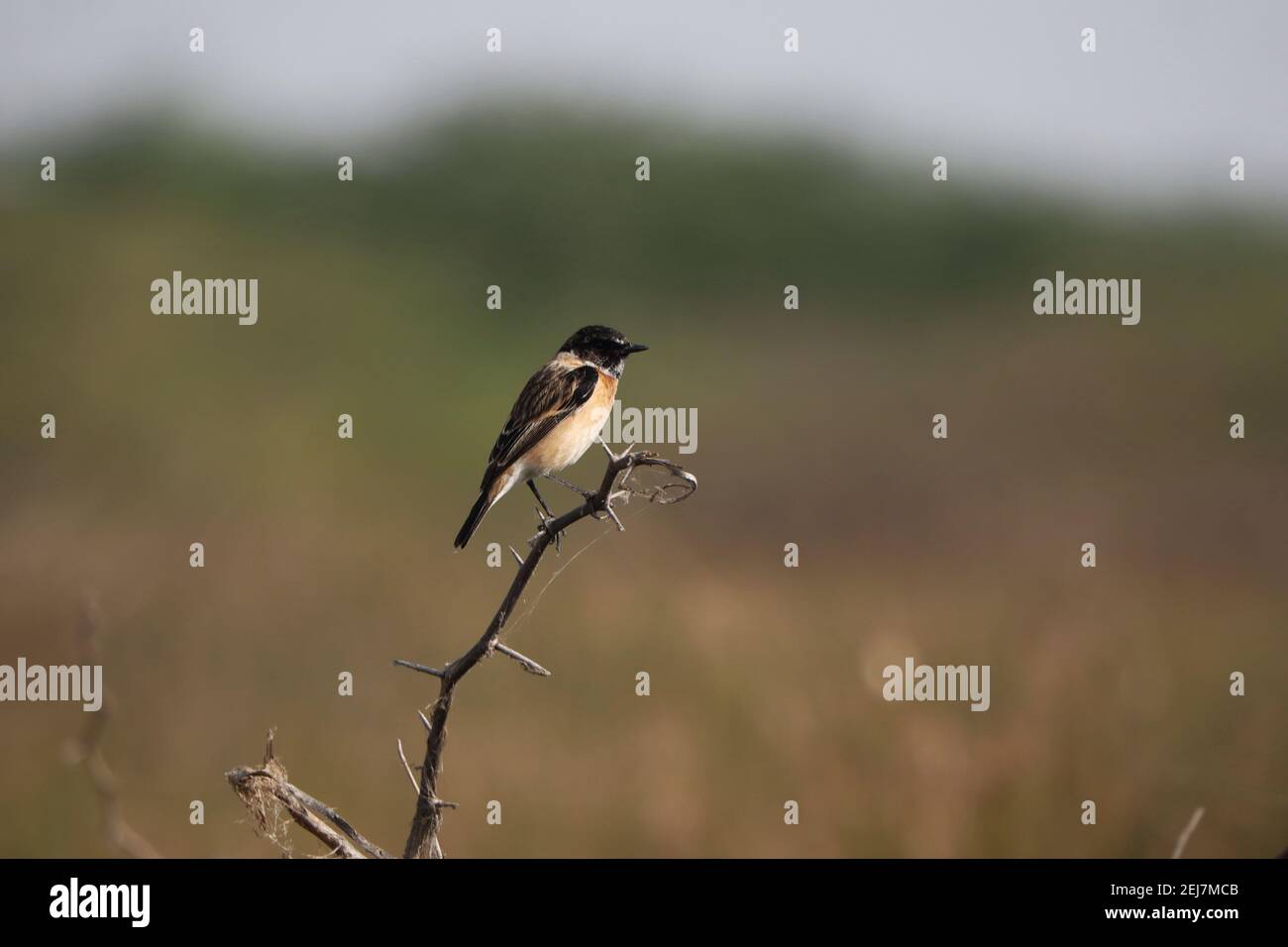 common-myna-bird-perched-on-a-tree-branch-stock-photo-alamy