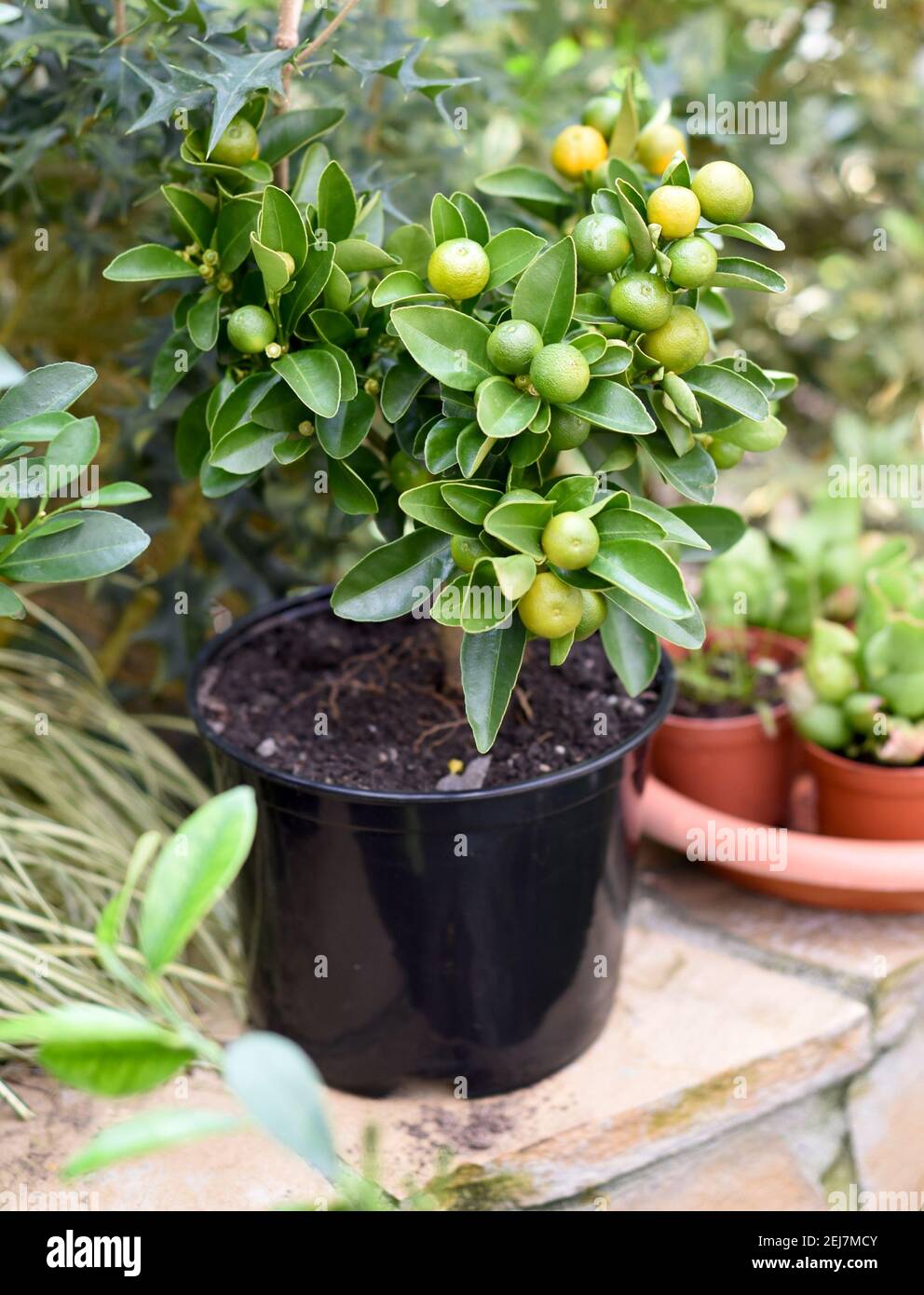 Calamansi also known as calamondin, growing in a pot Stock Photo