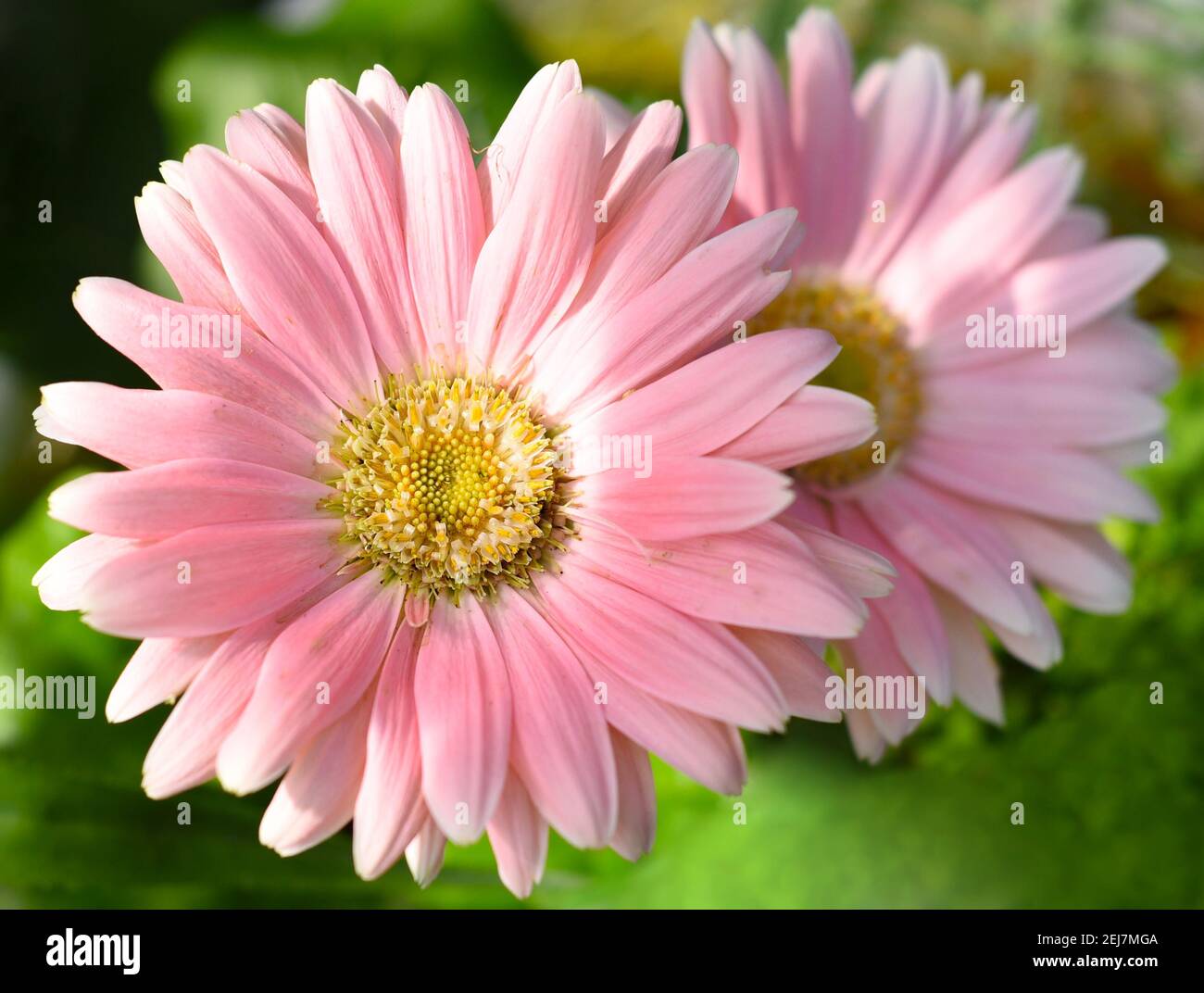 Chrysanthemum samba hi-res stock photography and images - Alamy