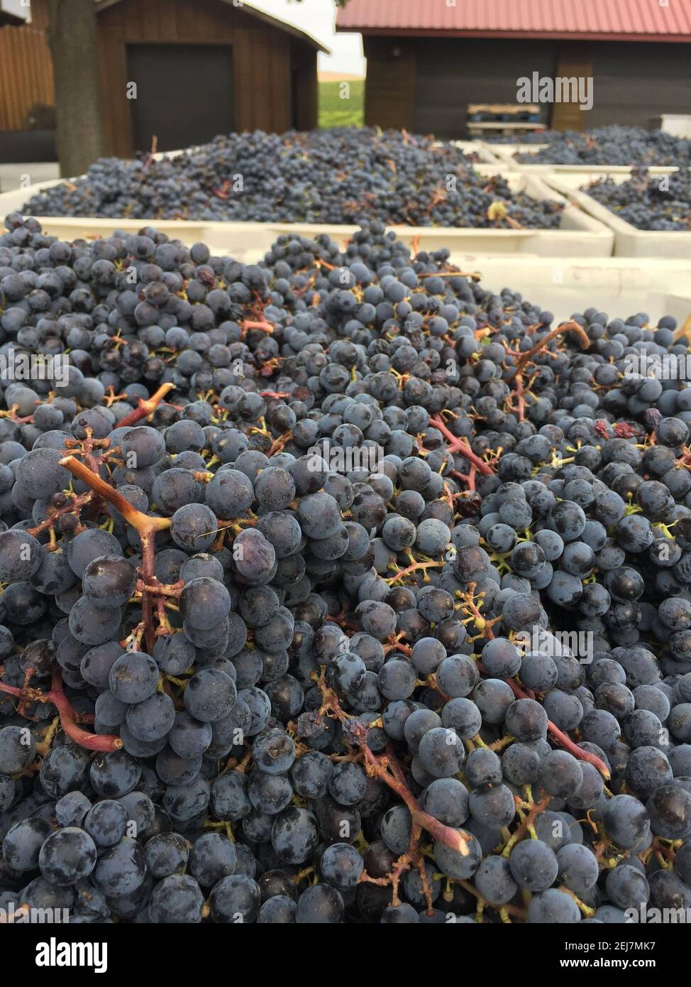 Vertical shot of harvested grape clusters in bins ready for production of red wine Stock Photo
