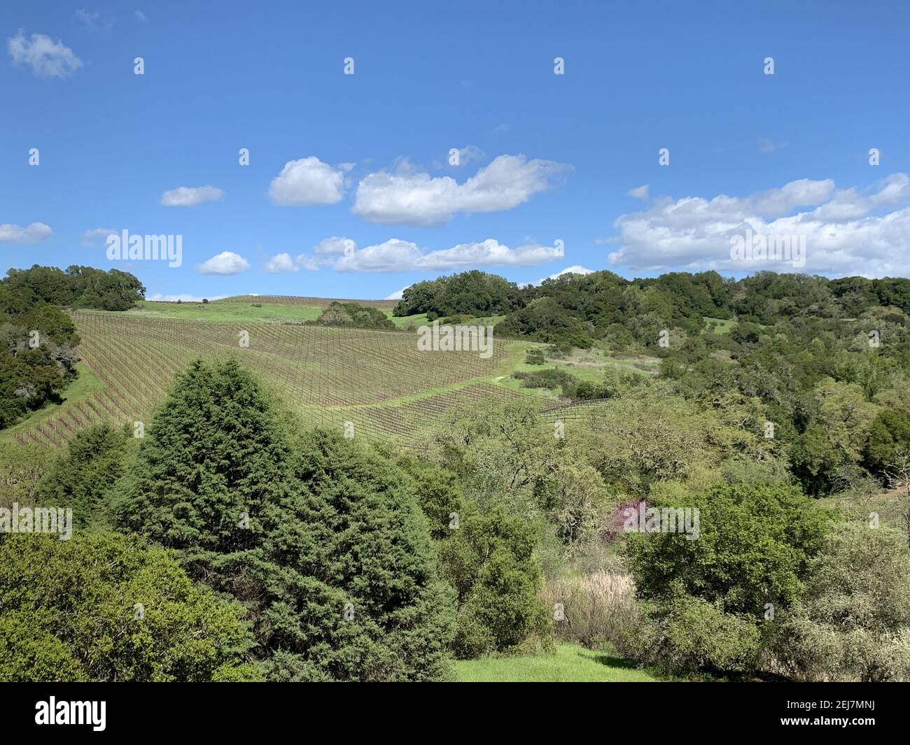 Scenic view of rolling hill vineyards among lush green trees in Windsor, California, the USA Stock Photo