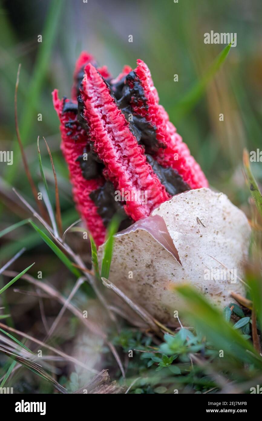 Clathrus archeri, commonly known as octopus stinkhorn, squidward mushroom, or devil's fingers emerging from a suberumpent egg. New Forest, England. Stock Photo