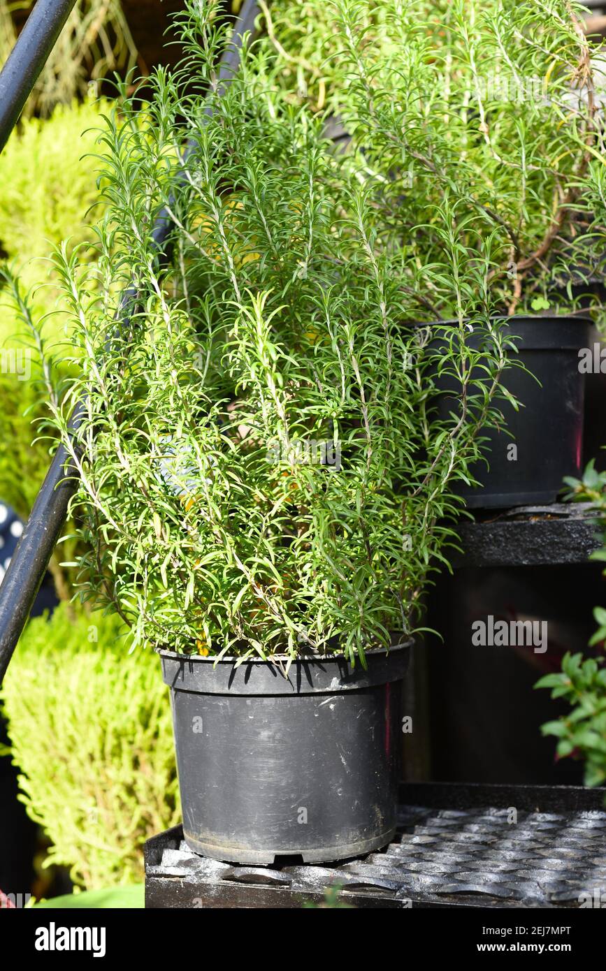 Rosemary officinalis growing in a pot Stock Photo Alamy