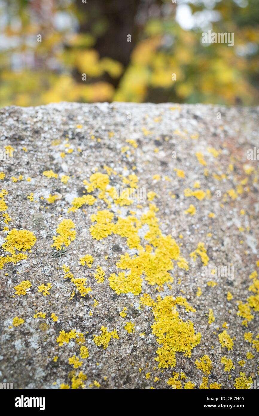 Yellow lichen colonies ( Xanthoria Parietina ) contrasting with old grey wall and mirroring yellow leaves in background Stock Photo