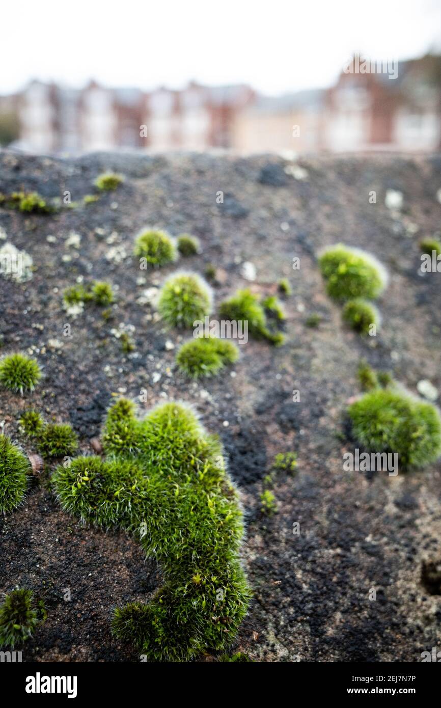 Close up of moss growing on a wall in an urban environment, Exeter, Devon, England Stock Photo