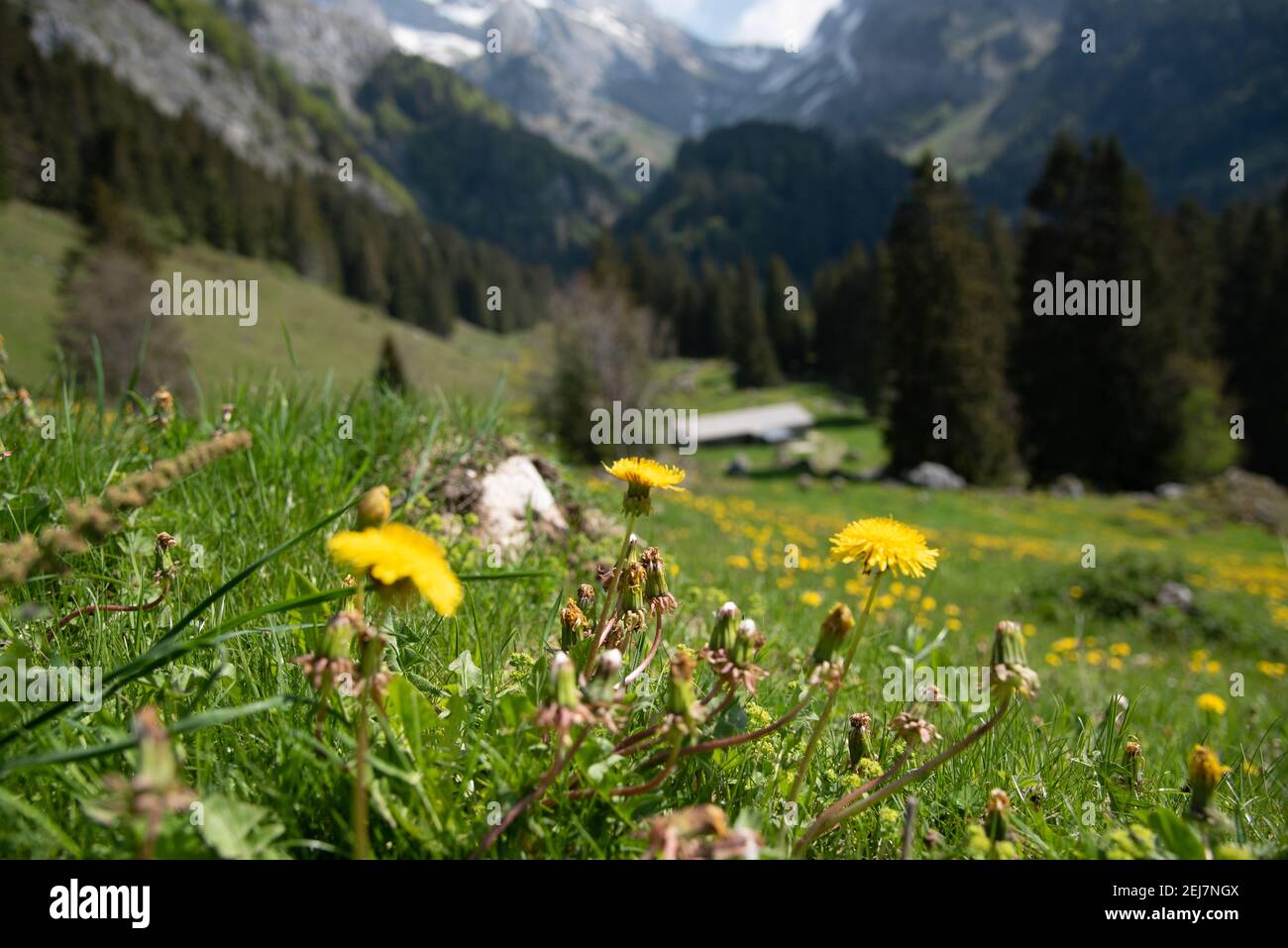 Selective focus shot of flowers on the hill captured in the Alps in