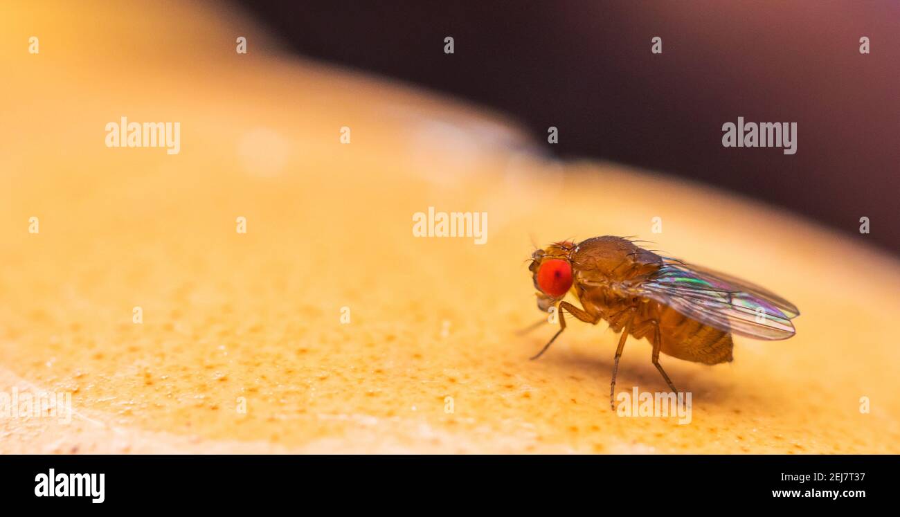 Macro shot of a fruit fly, drosophila Stock Photo - Alamy