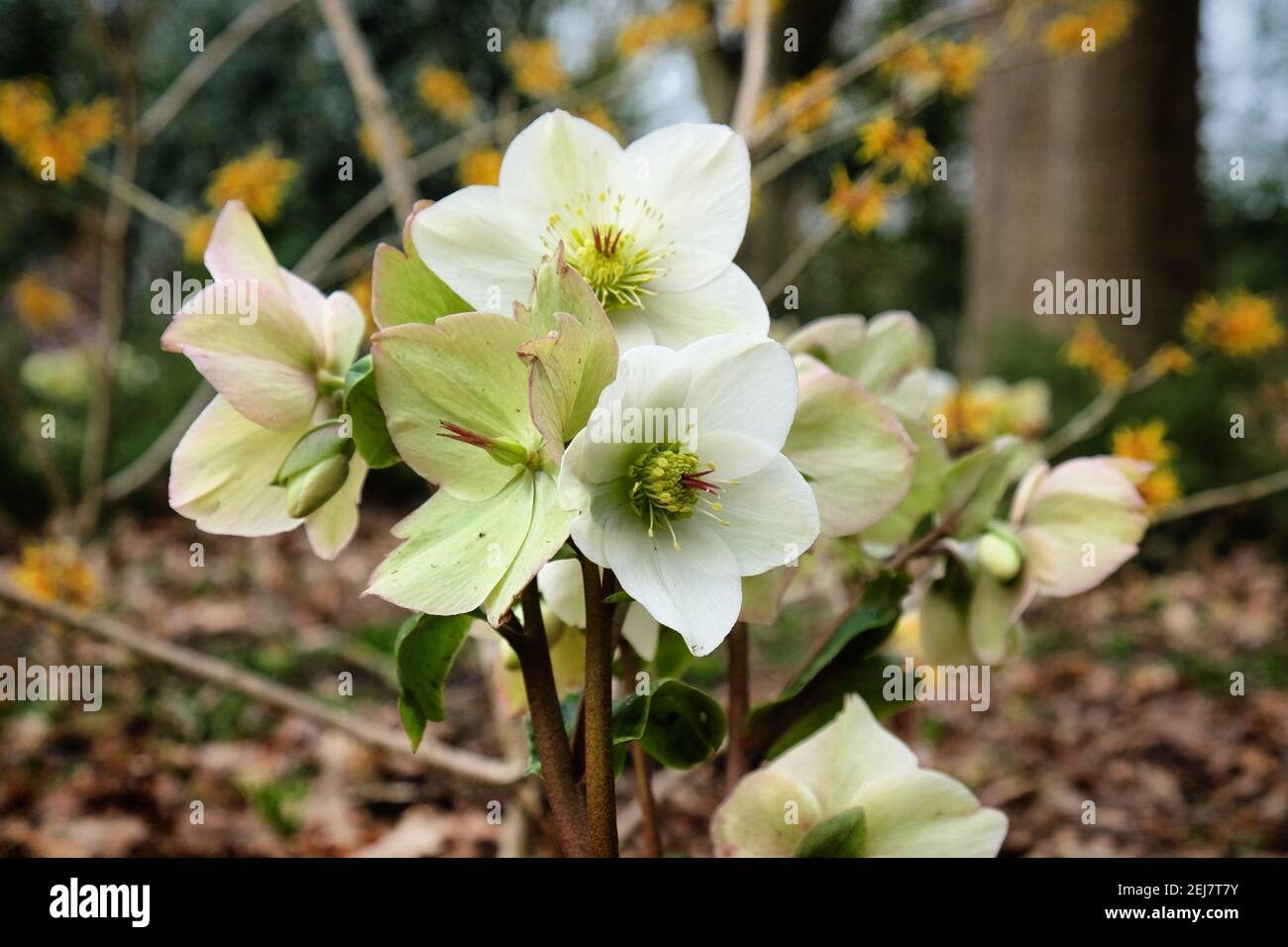 White Hellebores, 'Ice N Roses White' or lenten rose, in flower Stock Photo