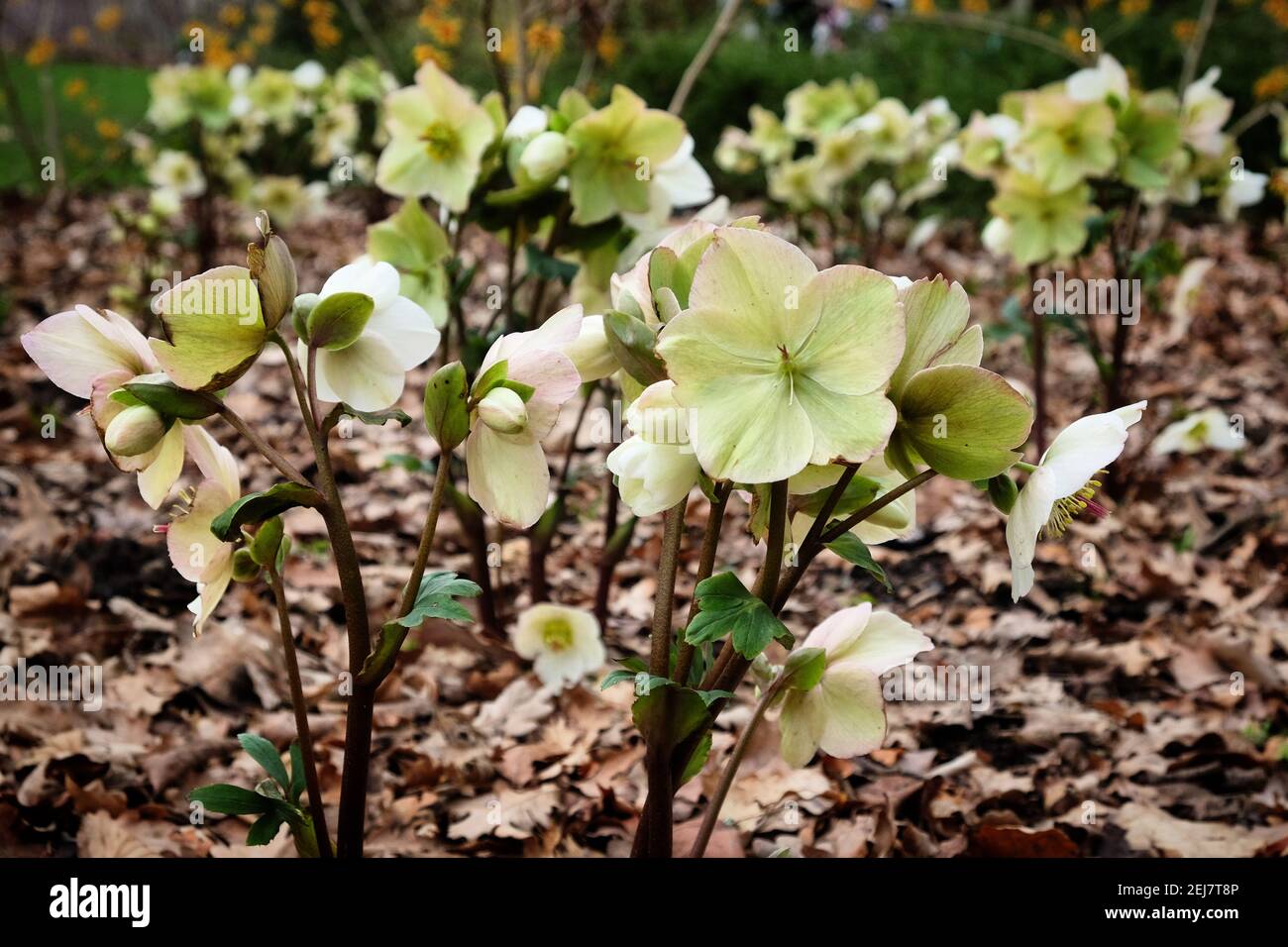 White Hellebores, 'Ice N Roses White' or lenten rose, in flower Stock Photo