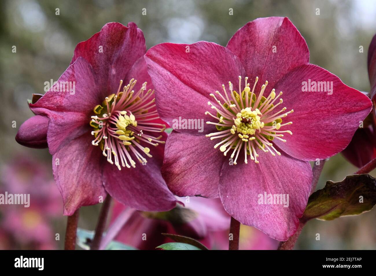 White Hellebores, 'Ice N Roses Red' or lenten rose, in flower Stock Photo