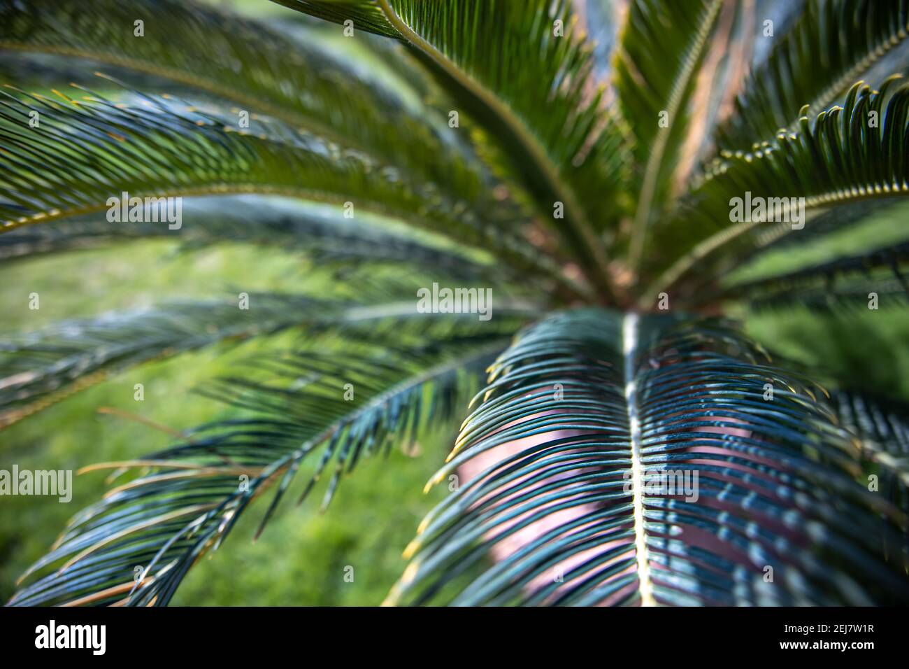 Close up of green branches of an Egyptian palm tree in the garden Stock