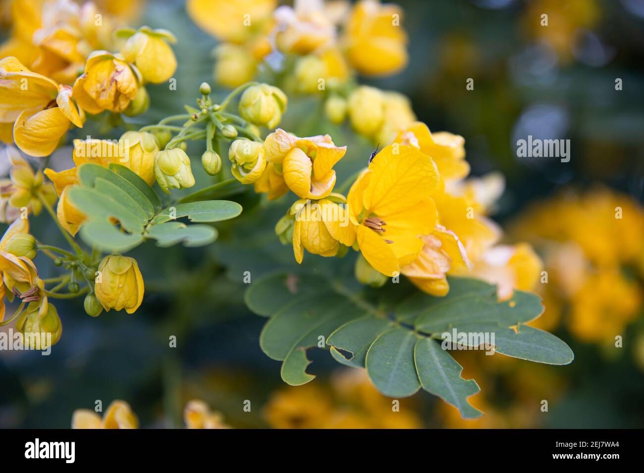 Small yellow flowers senna polyphylla desert cassia. close-up on a blurred background. Exotic plants of Egypt. Stock Photo