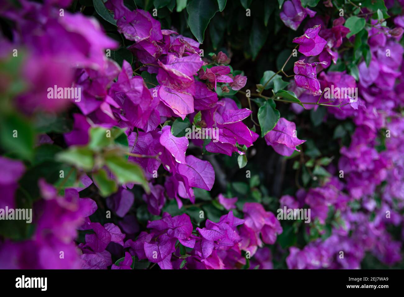 Closeup of a variegated bush with lilac leaves. Exotic plants of Egypt