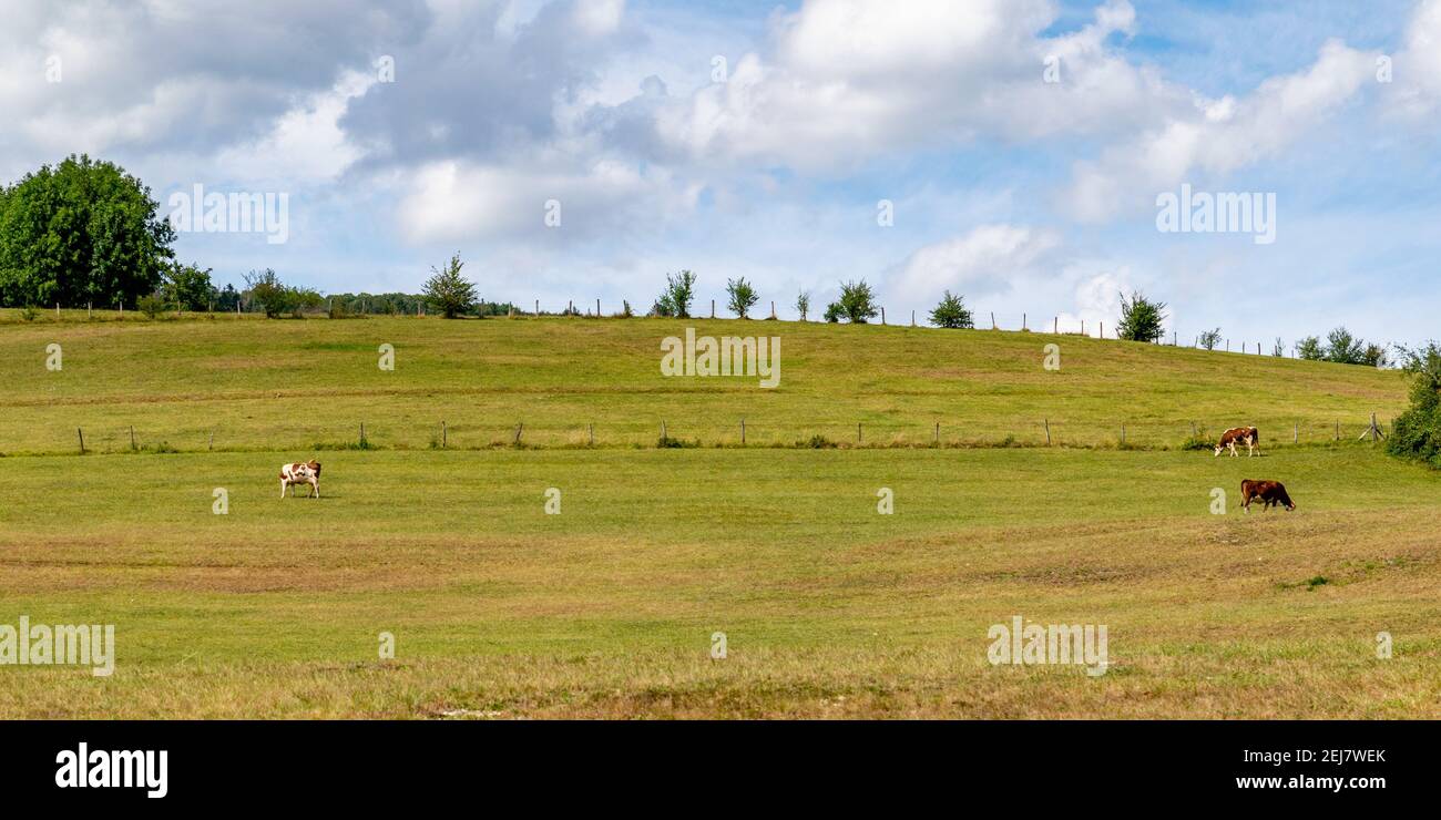 landscape with montbeliard cows Stock Photo