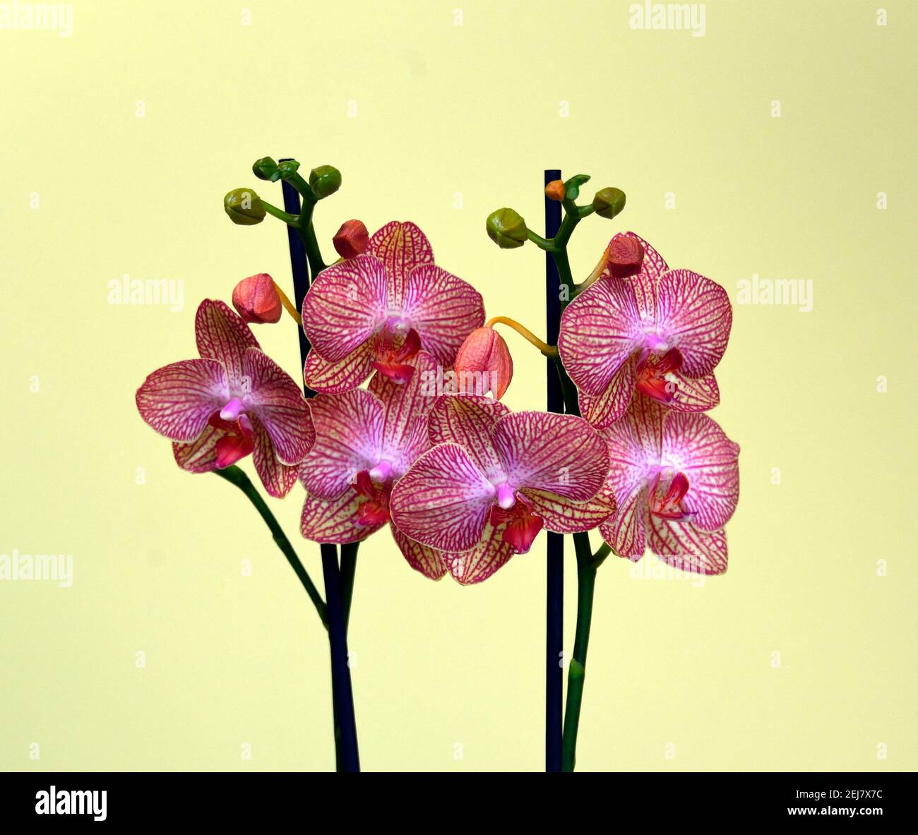 Phalaenopsis Grandiflorum 'ravello'. Moth Orchid Stock Photo - Alamy