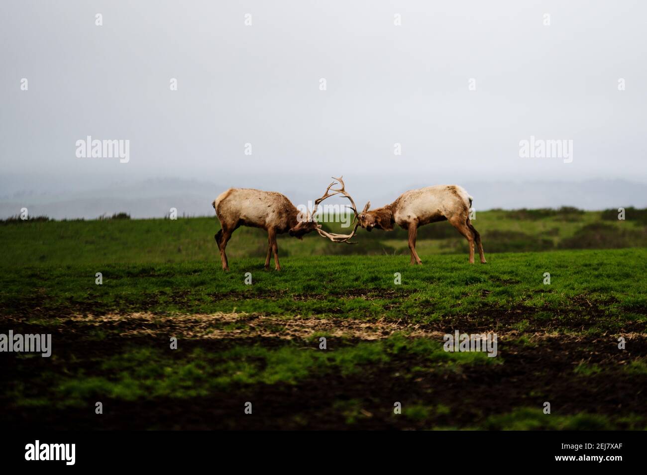 Tule Bull Elk battling for the right to reproduce Stock Photo