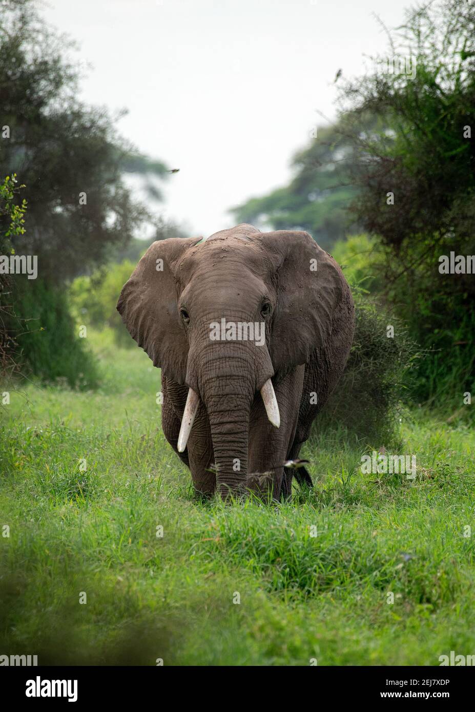 African Bush elephant (Loxodonta africana) wondering around the bushes of africa .safari in amboseli national park, kenya near mt kilimanjaro Stock Photo