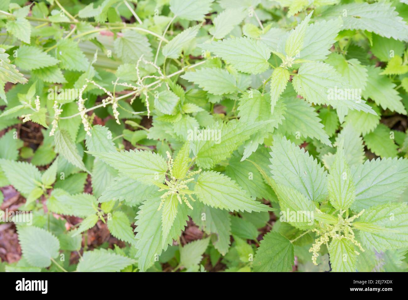 Stinging nettles (Urtica urens) annual nettle, dwarf nettle, small