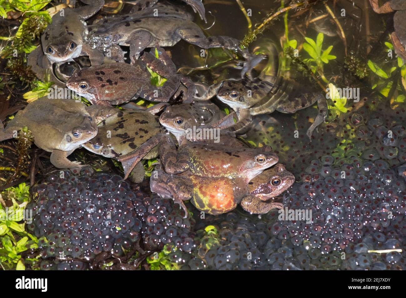 Common Frog, Rana temporaria, one pair, male and female among many