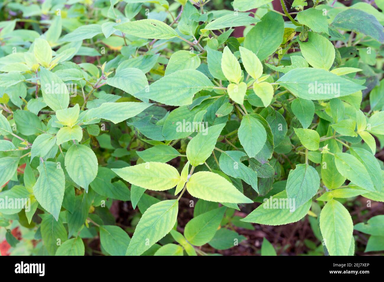 Pineapple sage or tangerine sage, (Salvia elegans) is a perennial shrub